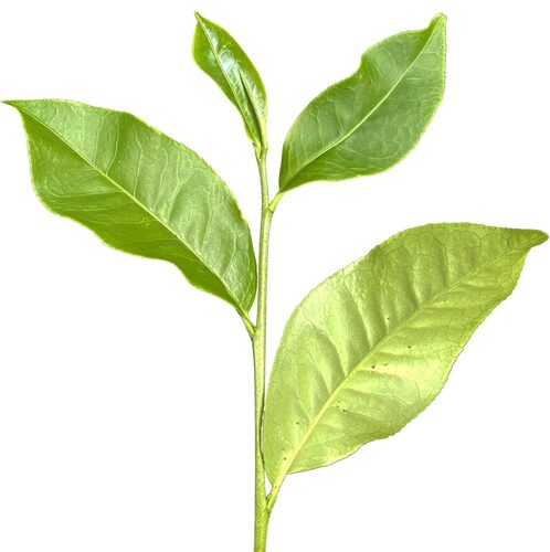 茶粉速溶饮品系列 TPS-90 型